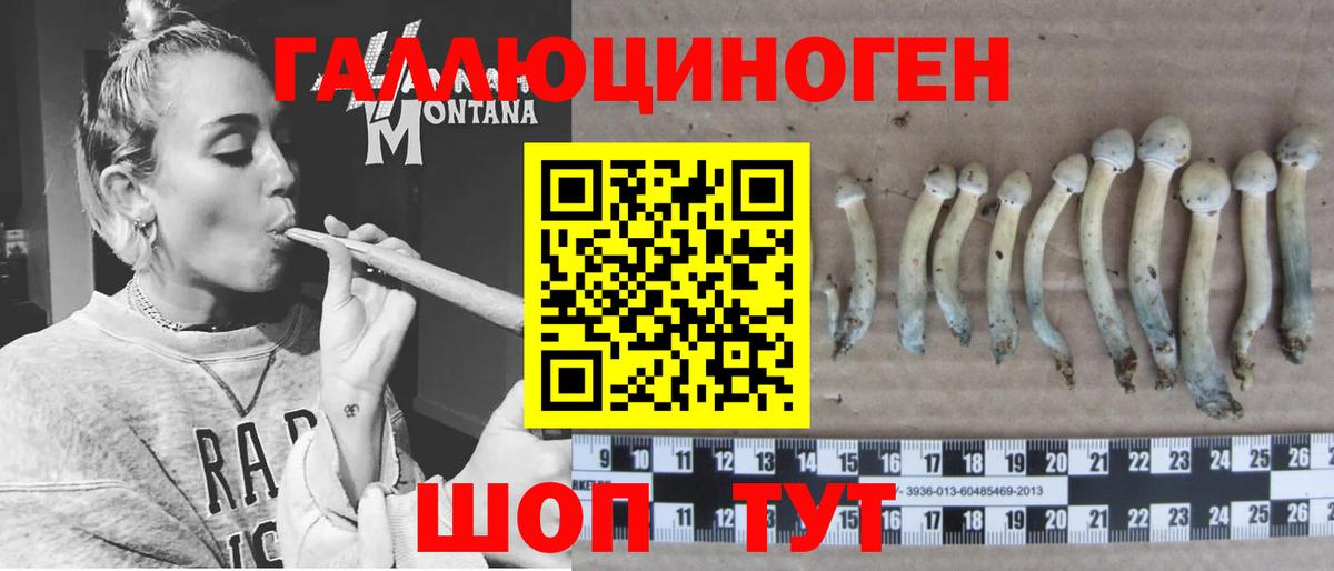 Галлюциногенные грибы GOLDEN TEACHER  где найти   Махачкала  Вход с VPN  Псилоцибиновые грибы мицелий 