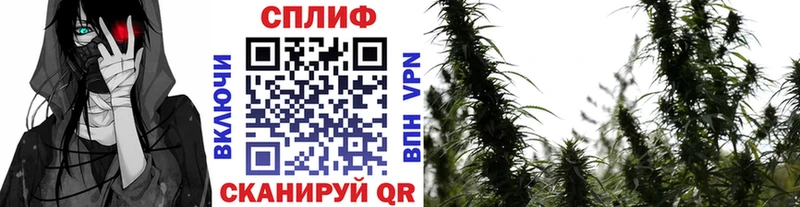 купить наркотики цена  OMG ссылка  Каннабис индика  Махачкала 
